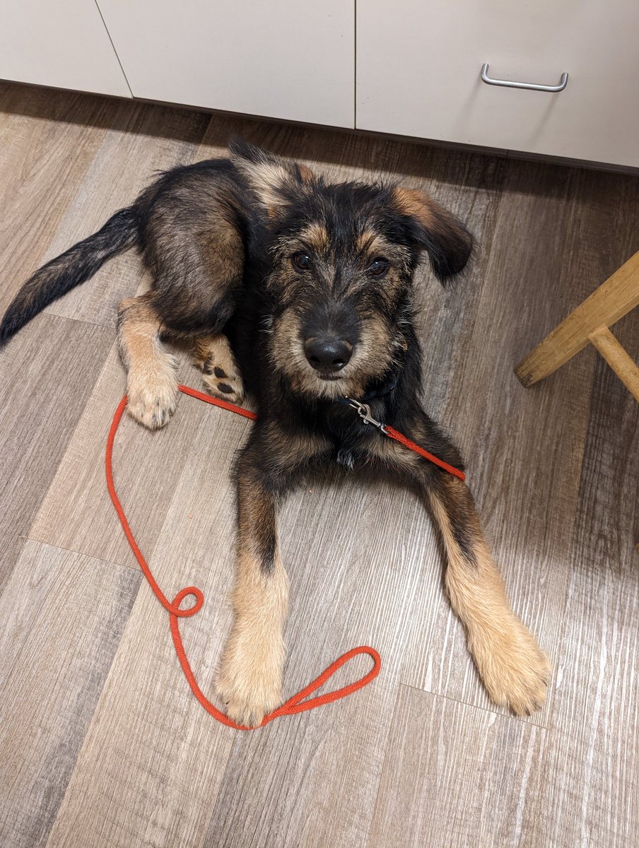 GeriSauls's tweet photo. Puck is a foster pup looking for a good home!  Hopes his fabulous ears grab your attention! @dog_rates , he hopes you like him as much as his veterinarian dies!! https://t.co/d3ANE23YBe