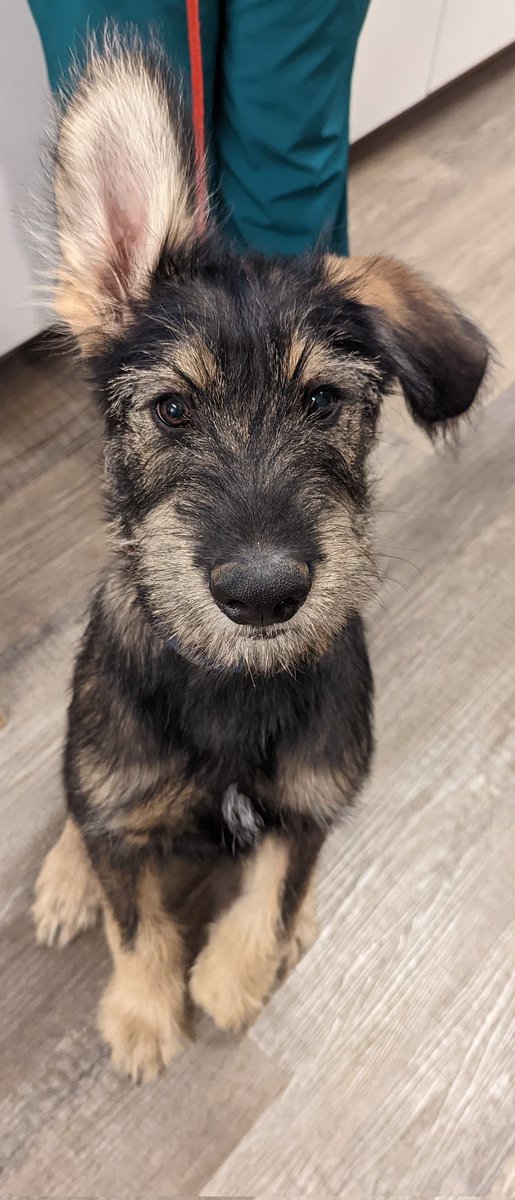 GeriSauls's tweet photo. Puck is a foster pup looking for a good home!  Hopes his fabulous ears grab your attention! @dog_rates , he hopes you like him as much as his veterinarian dies!! https://t.co/d3ANE23YBe