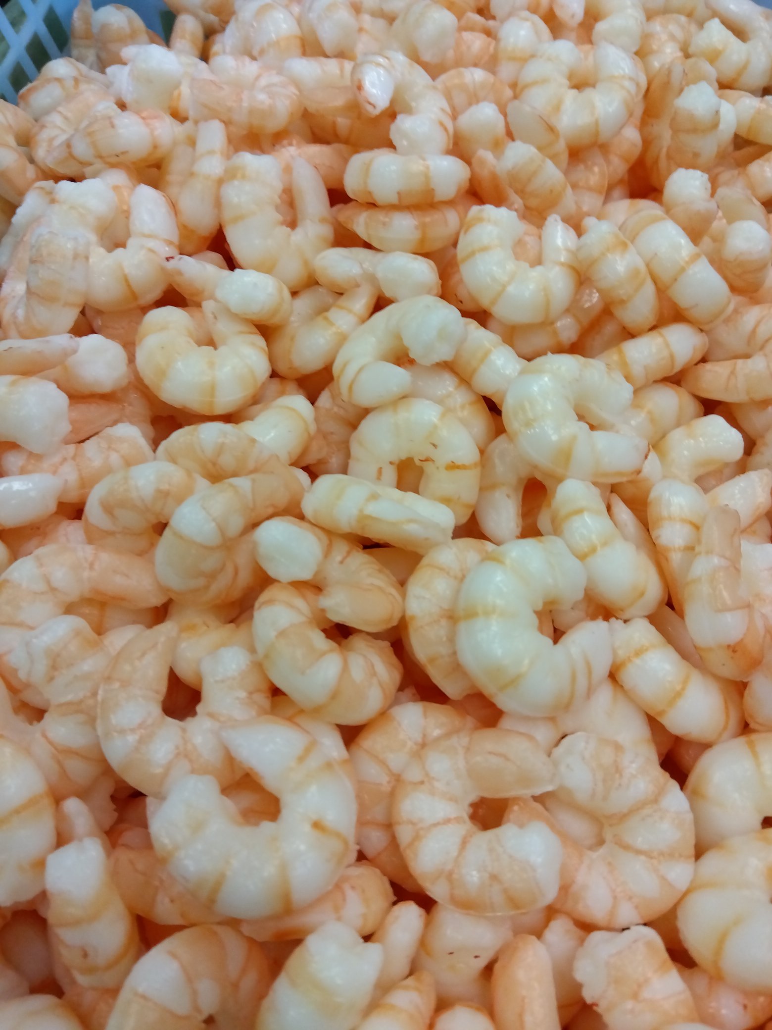 芝海老 Twitter Search Twitter