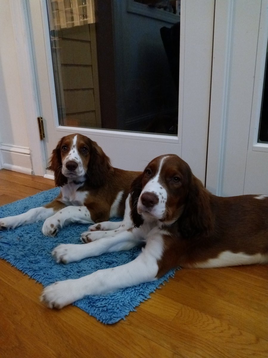 TheClayDowning's tweet photo. Having brother dog over for a sleepover
#brotherdog #brotherdogs #springerspanielsofinstagram #springerspaniel #springerspanielpuppy #springerspaniels #sleepover https://t.co/c8VkL70Y9I