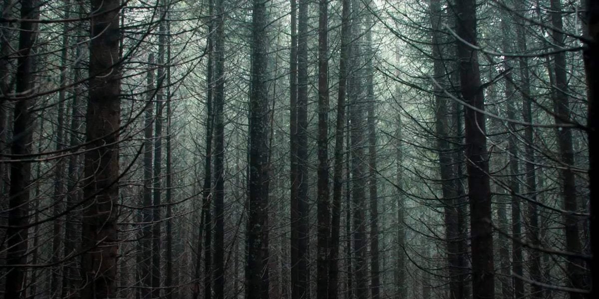 maxfalkowitz's tweet photo. Lot of good arboreal horror in The Ritual https://t.co/g53I1btvaY