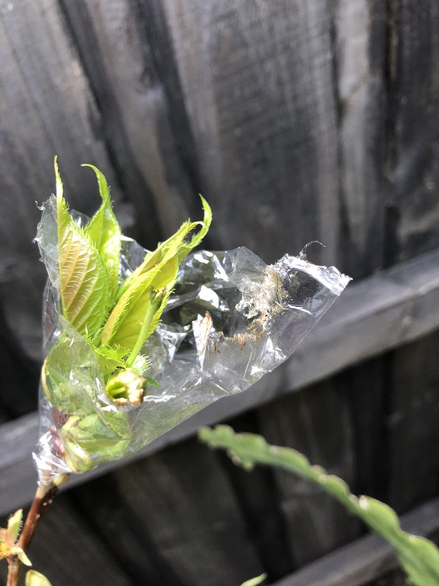 MichMak1's tweet photo. Something has chewed off all my cherry blossoms, any idea what leaves brown bite marks on cling wrap? 😡 https://t.co/MYvDlygF3q