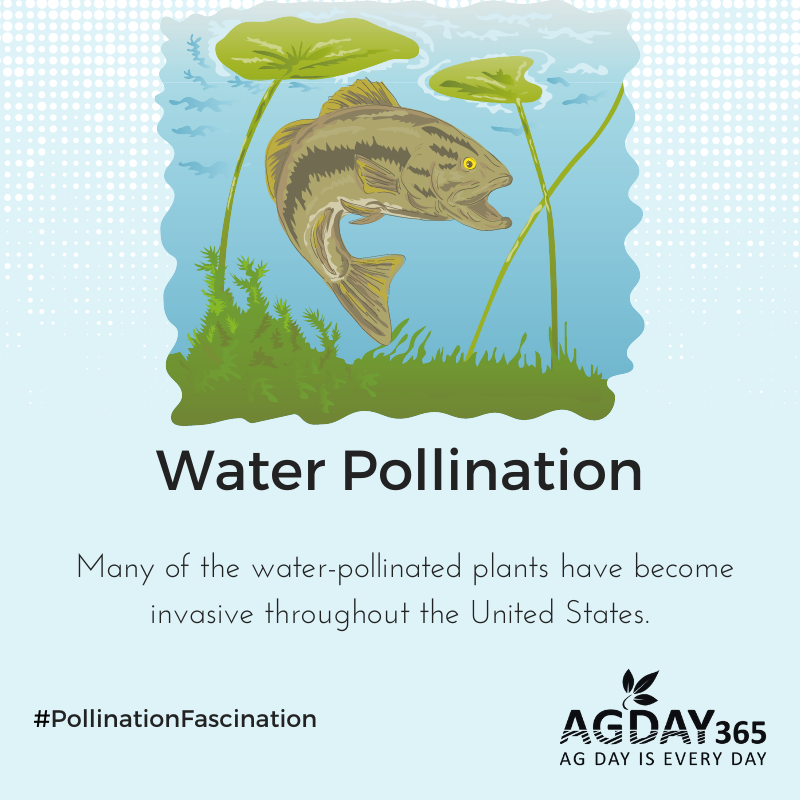 AGDAY365's tweet photo. Many of water-pollinated plants 💦🌱 have become invasive throughout the United States. #PollinationFascination #AgDay365 https://t.co/7GmP2x6M5G