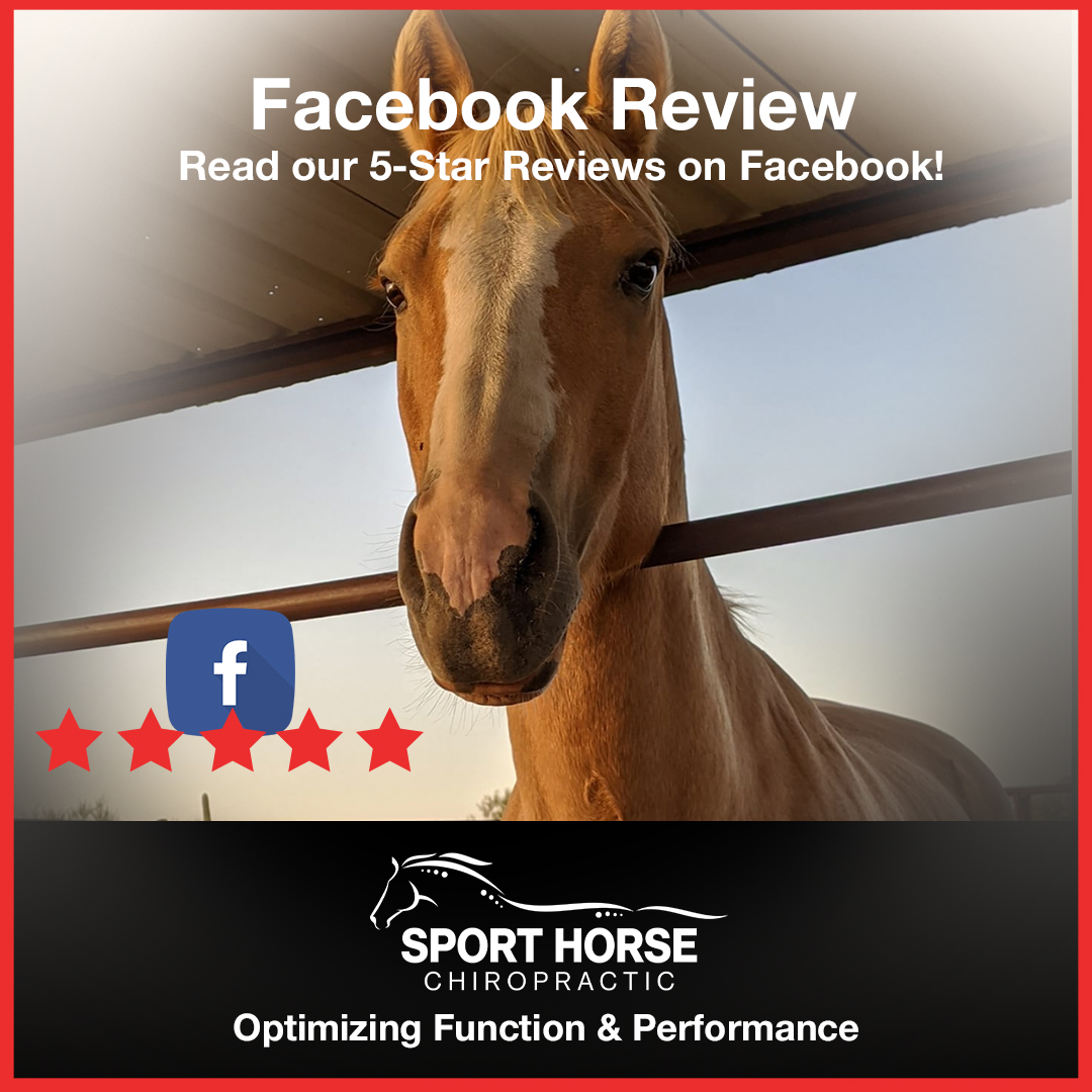 drmikeadney's tweet photo. Thank you Jennifer Campbell for your #facebook #review!

Click here for our FB reviews or visit our website link in our bio: https://t.co/XSvxAYbP5s

#chiropractor #equinechiropractic #reviews https://t.co/pxt1F6a86h