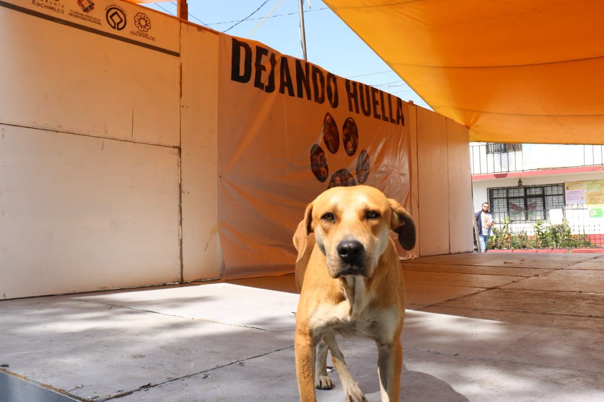 INJUVE CIUDAD DE MÉXICO tweet media