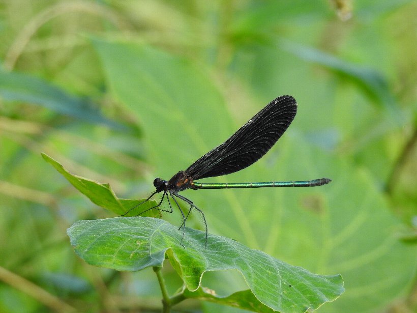 ハグロトンボ Twitter Search Twitter ハグロトンボ Twitter Search Twitter