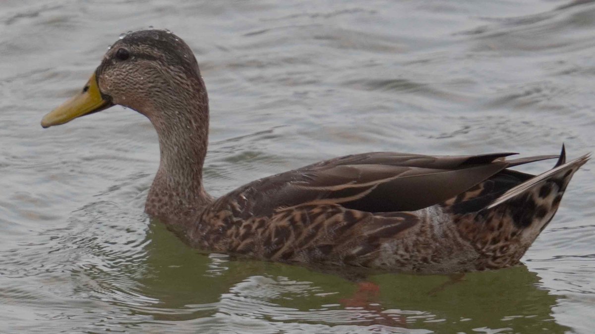 bioreconstruct on Twitter "Beads of water on this duck's head after a