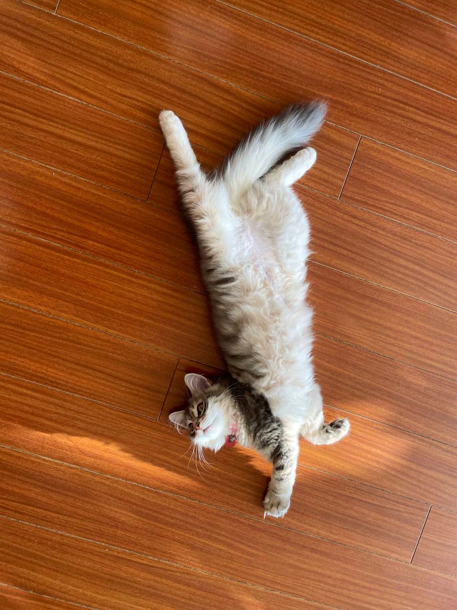 freyja_siberian's tweet photo. Sheโs rolling on the floor ๐ฑ
ๅบใซ่ฝใกใฆใ็ซ๐ฑ
#็ซใ่ฝใกใฆใ #็ซใใใๆฎใใ #ใญใ #ใตใคใใชใขใณ #็ใใฎๆ้ #็ซใใใๅนธใ #cat #cats #CatsOnTwitter #catsofinstagram #siberiancat #rollingcat #neko https://t.co/97F033K5g6