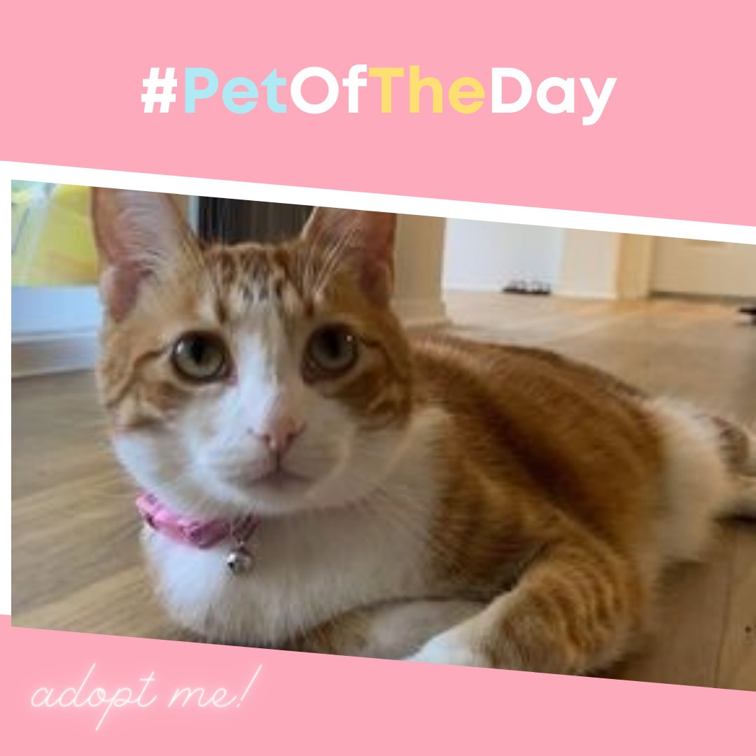 bleppyApp's tweet photo. Mango is up for adoption on Bleppy!

📲  Download the app today to find out more about her!

🔗 https://t.co/MRsDMGvmov

 #catoftheday #petoftheday #saveacat #cats #adoptacat #catsofınstagram #bleppy #catlover #blep #catadoption #bleppycat #catlife https://t.co/1eH74PGXeN