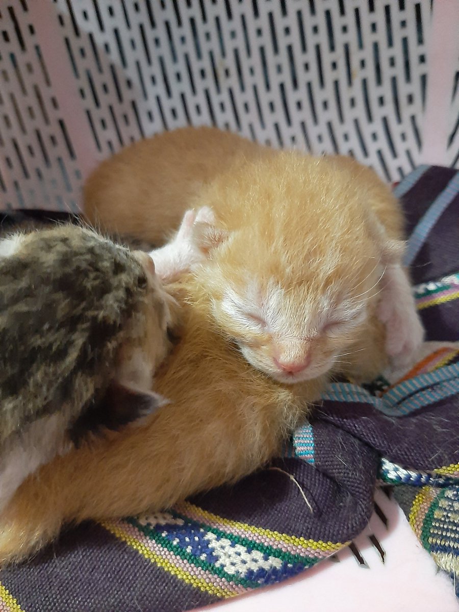 femaus69's tweet photo. Si imut..
#cats 
#kitten
#CatsOfTwitter https://t.co/fWWRWAtVWy