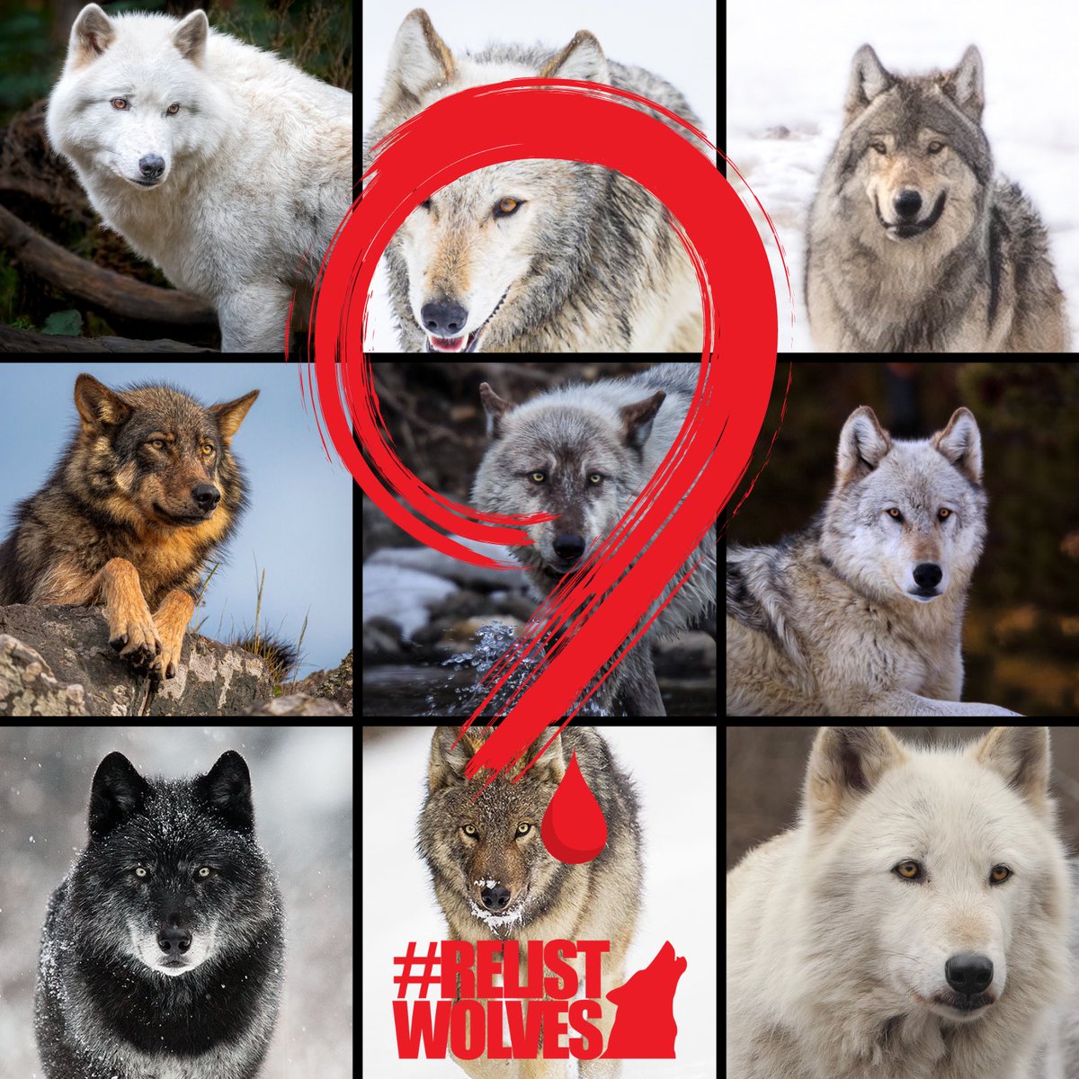 Wolf Conservation Center on Twitter: "RT @relistwolves: In the week