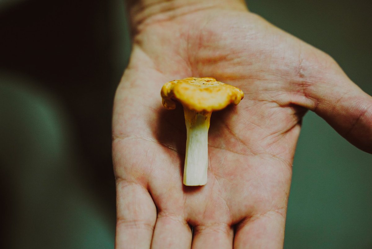 seacliffdining's tweet photo. Girolles 
Thank you @goosemoorfoods https://t.co/OKbHcQCJ8h