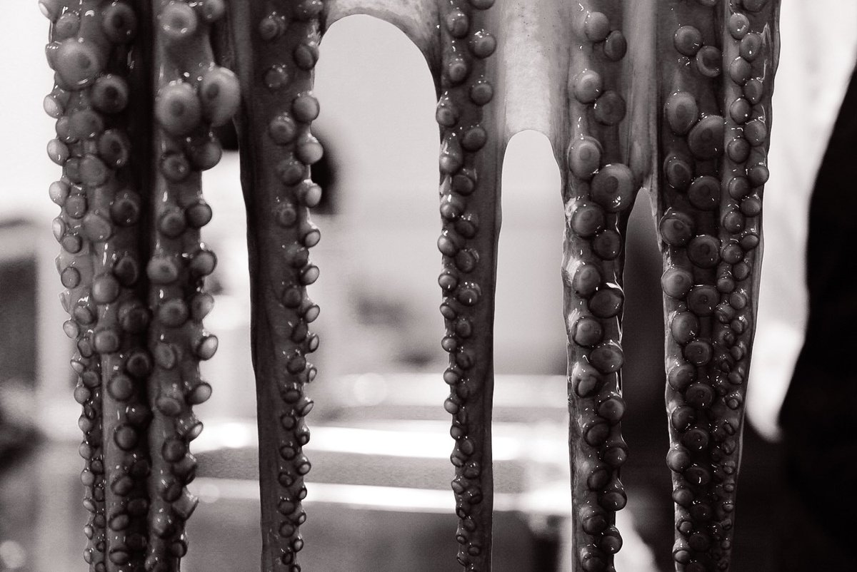 Octopus 🐙<a href="/seacliffdining/">Restaurant seacliff</a>