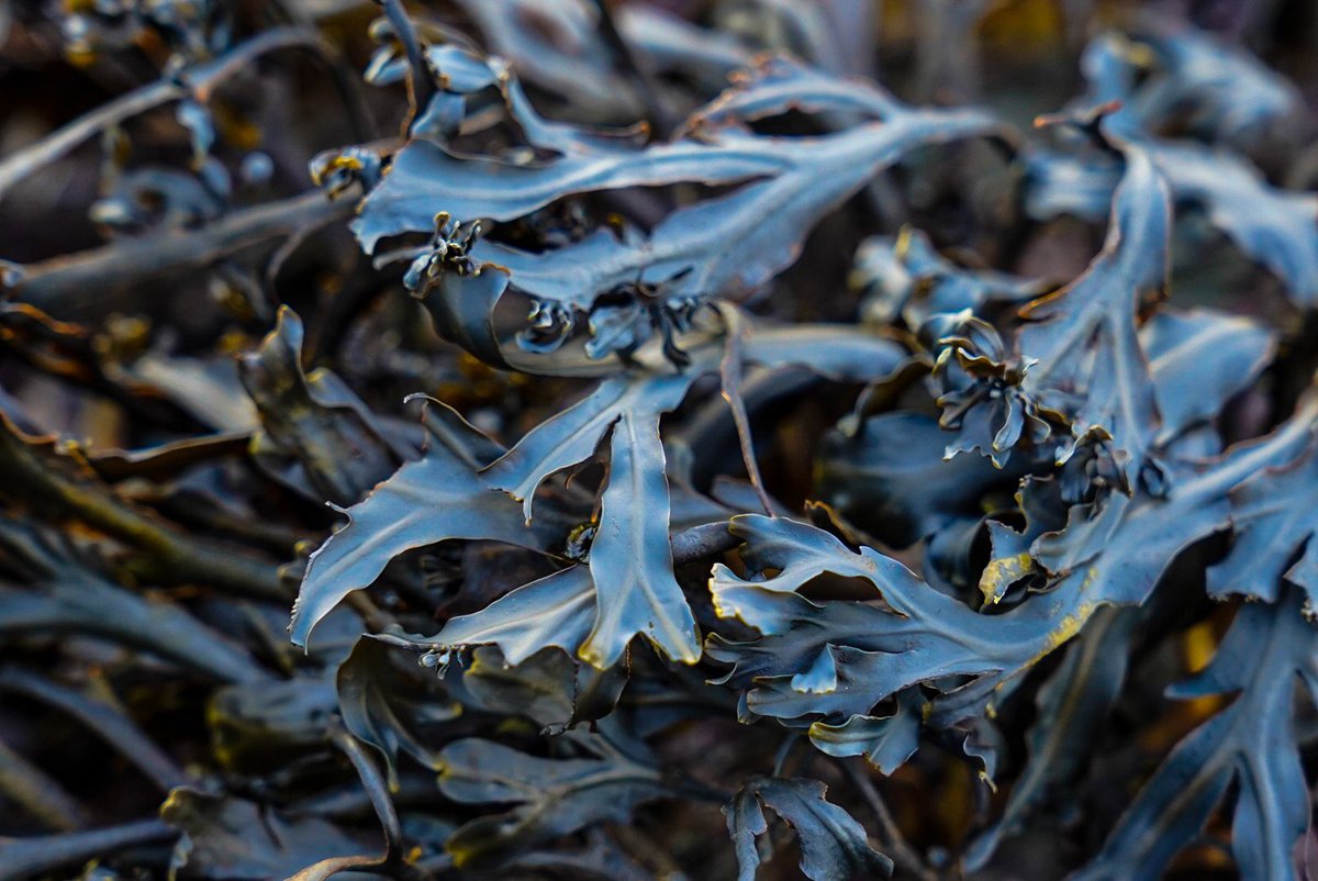 Restaurant seacliff (@seacliffdining) on Twitter photo 