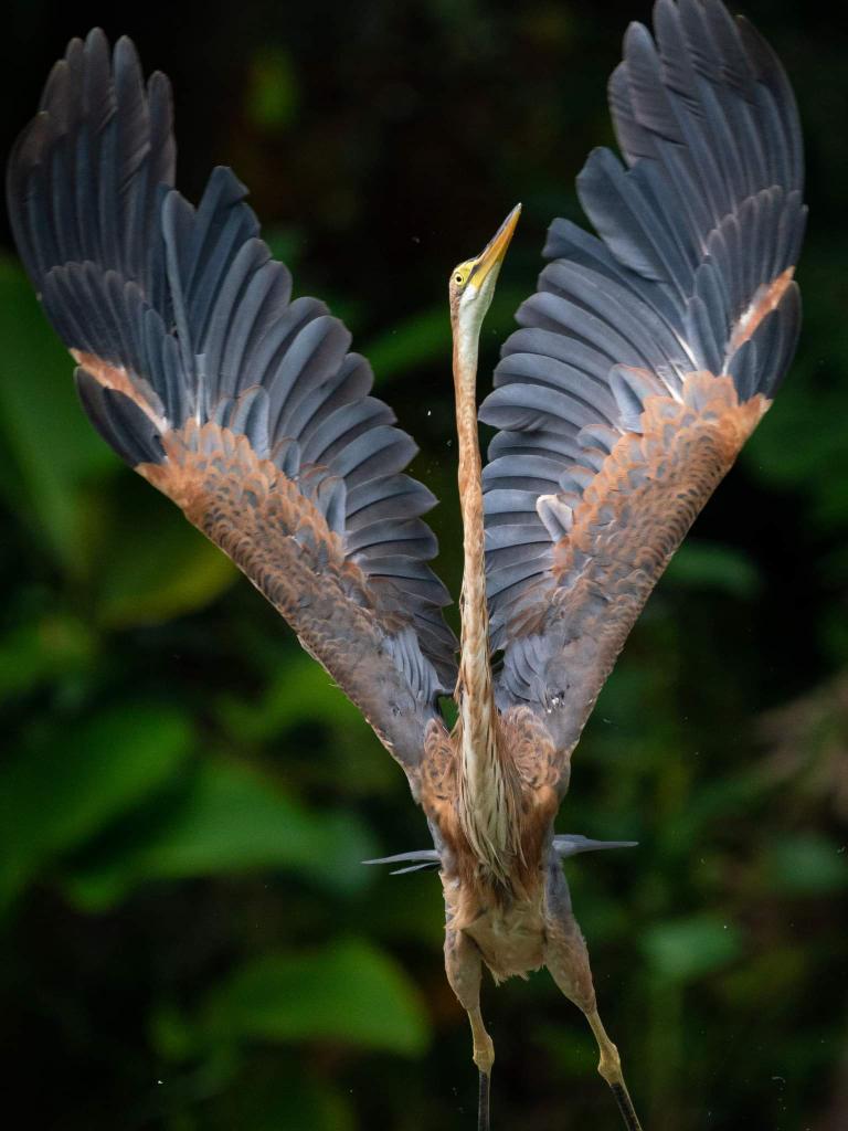 BP_Chua's tweet photo. Purple Heron
#bird #nature #wildlife #animal #heron #wings #Singapore #birdphotography #naturephotography #Sonyalpha #photography https://t.co/DNgadGA7Iw