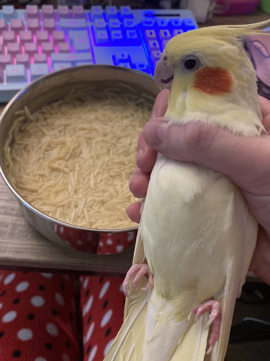 COMPLETELY WASTED A WHOLE THING OF SOUP BECAUSE SOMEONE DECIDED TO TRY TO SWIM IN IT