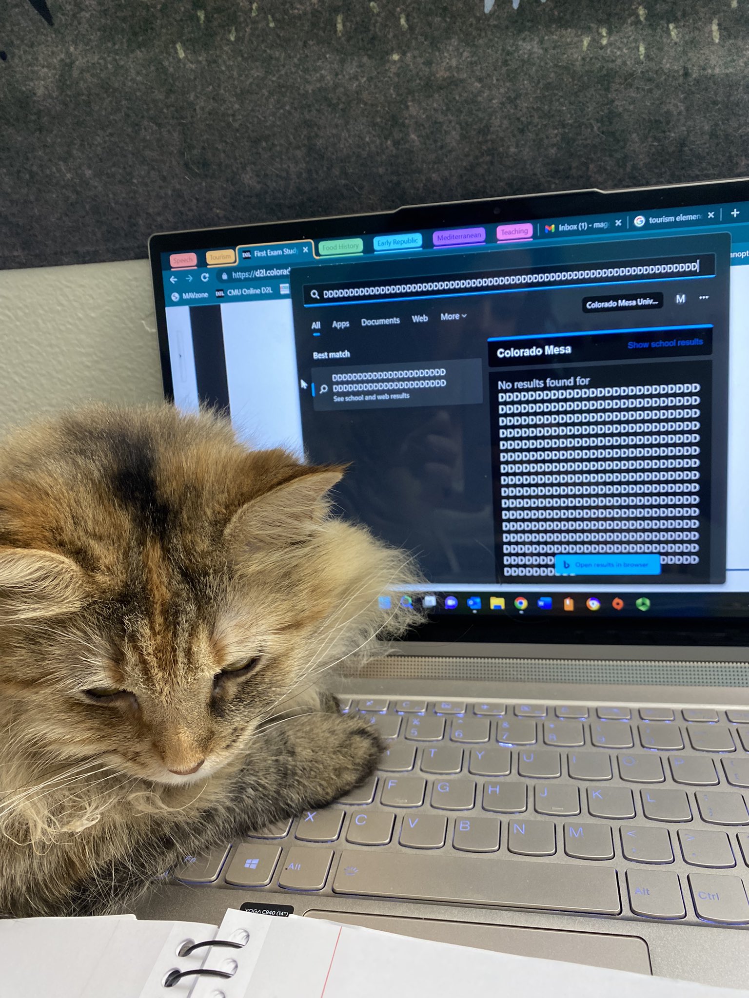 em on Twitter "brellavis TaviTimber No way, my cat loves the letter