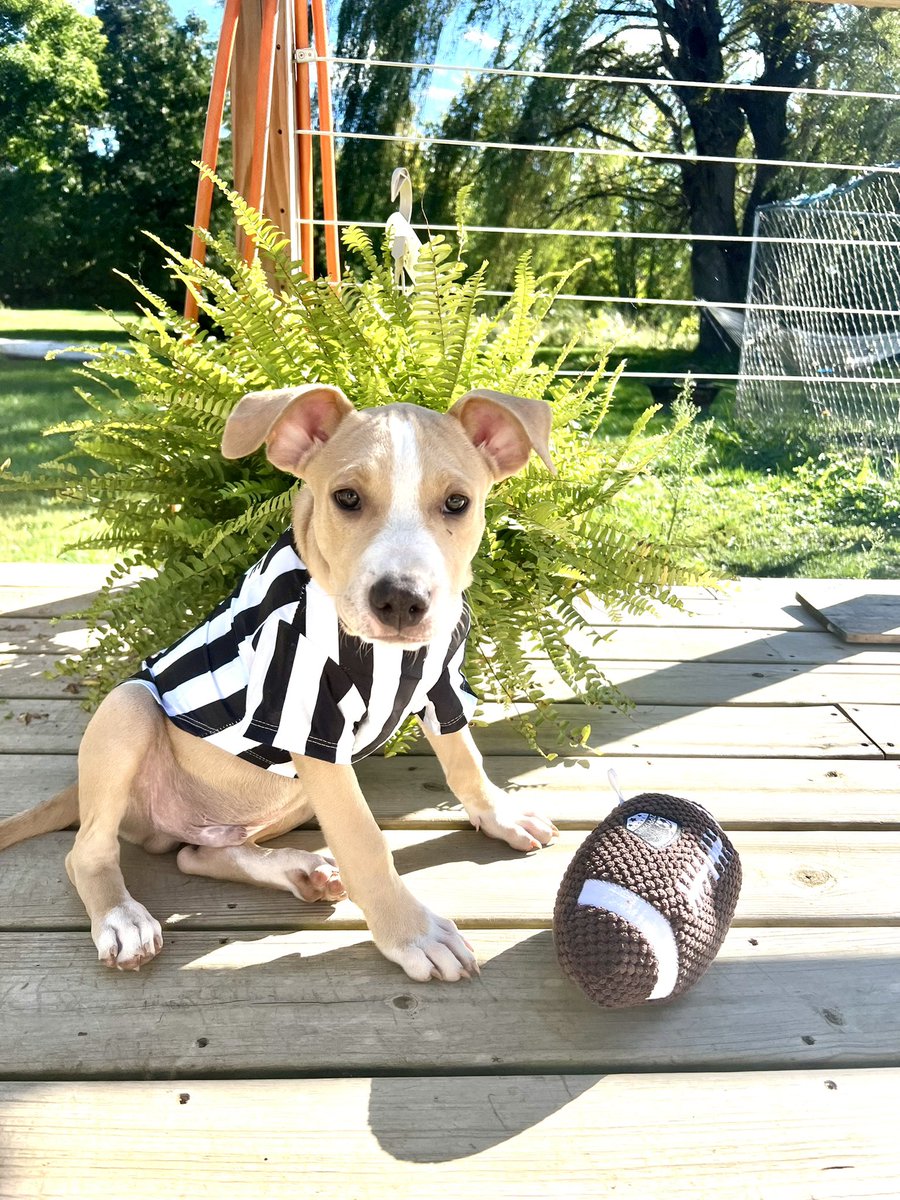 AppleJack825's tweet photo. This not so rufferee is looking for his forever home to watch the bills squish the fish!!! @OARWNY @BuffaloBills #billsmafia https://t.co/sKN2MFkxZ3