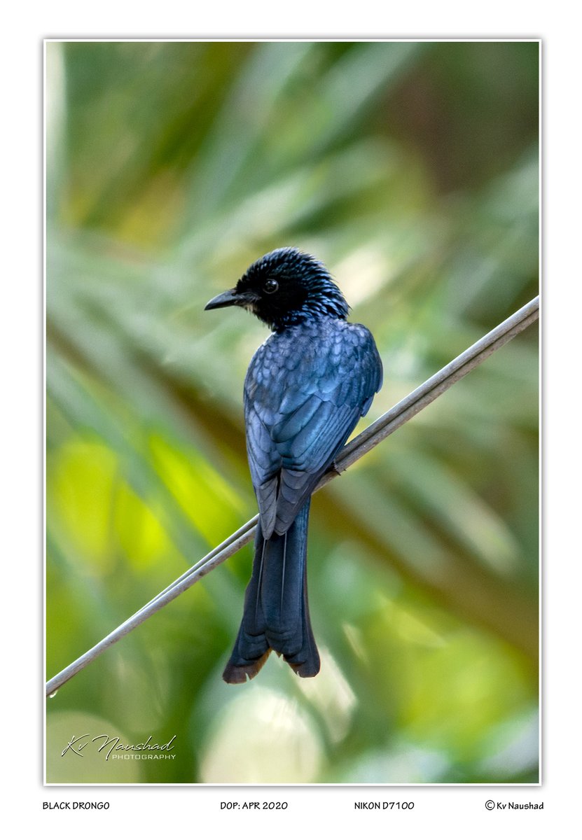 kvnaushad's tweet photo. BLACK DRONGO║ https://t.co/xz1cxiQ1OP
#NikonD7100
#bird #black #wild #drongo #asian #wildlife #migration #nature #green #ecology #conservation #branch #white #fauna #wings #head #ornithology #tropical #color #environment #pricker #spine #standing #eco #sweet #feather #rough https://t.co/PW3xtatw6s