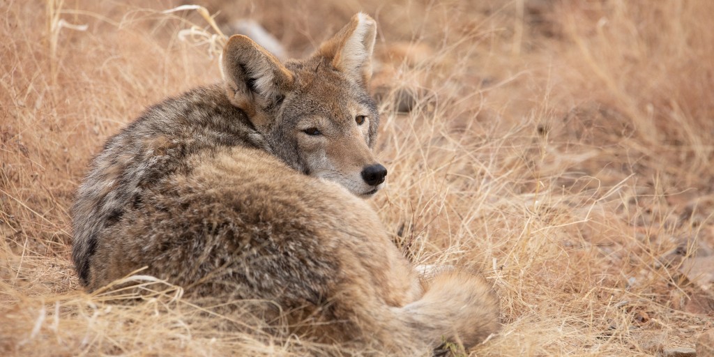 Adapting well to different habitats, coyotes can live in and around large cities. In the Sonoran Desert, find them in all habitats from desert scrub, grasslands, the foothills, as well as in populated neighborhoods. As our neighbors, coyotes should be treated with respect. ❤️
