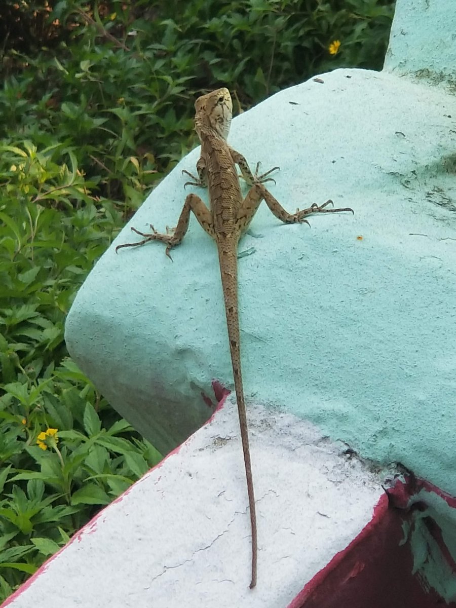 jameszaworski's tweet photo. Another Calotes versicolor in Taipa, Macau. https://t.co/KbPAzyOpsc #herpetology,#lizardi https://t.co/YqR7VsYwnh