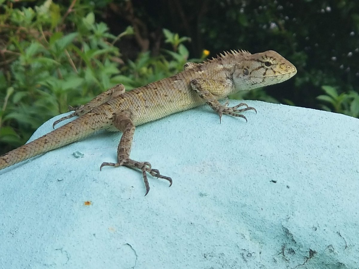 jameszaworski's tweet photo. Another Calotes versicolor in Taipa, Macau. https://t.co/KbPAzyOpsc #herpetology,#lizardi https://t.co/YqR7VsYwnh