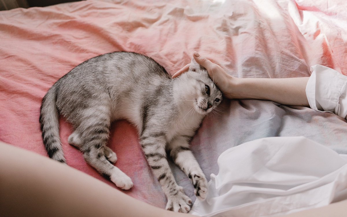 vikadokukina's tweet photo. Actually I don’t really care about leaving everything except for my cat. 
It’s impossible to take him away now so I’ll have to come back. https://t.co/0DD14L8V6T