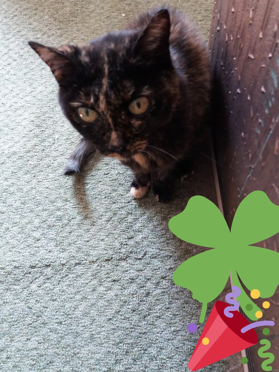 Happy birthday, lieber Cookie! <a href="/Cookies_Welten/">Cookie 😻</a>