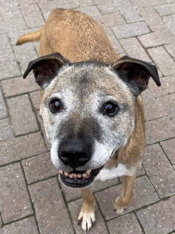 SeniorStaffy's tweet photo. Good morning Staffy Lovers, and a very Happy #StaffieSaturday to you all too! Could I please ask you to help our Handsome Hughie, ravishing Roxy, pawsome Proof and pretty Peaches to find their pawfect furever homes today 😘 thanks! 
https://t.co/Jqg7zqMCDG #seniorstaffy #TeamZay https://t.co/hvuMhQfxdE