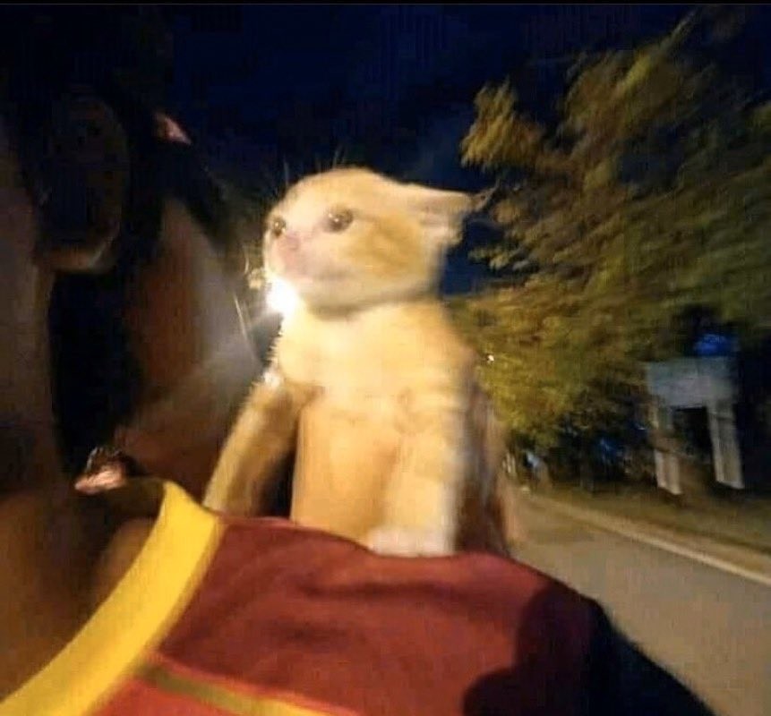 kochengfs's tweet photo. 🐈 jgn ngebut2 kak jantungku mau copot rasanya https://t.co/6hZW0vWVYg