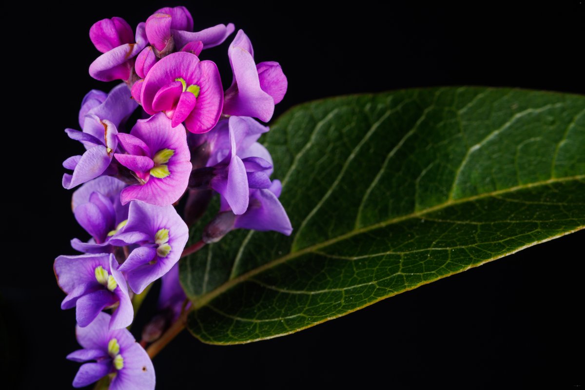 dawnstarcamera's tweet photo. Flash photography, especially with macro is something I am not at all used to. I'm spending a little time now slowly teaching myself the basics.

Here's a shot of a cluster of Hardenbergia flowers shot using the Godox MF12 macro head flashes https://t.co/UoFWoM86pS