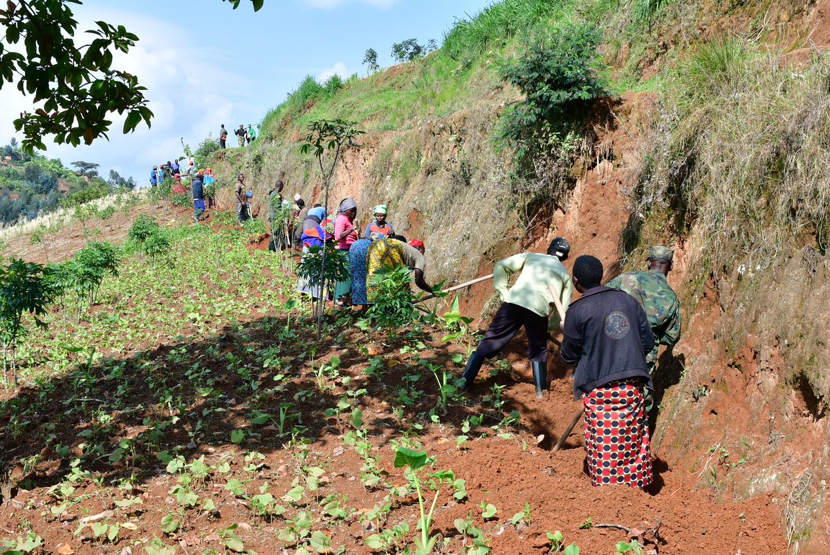 Nyamagabe's tweet image. Muri uyu muganda, Umuyobozi w'Akarere @mwungeri yifatanyije n'abo mu Kagali ka #Uwindekezi mu Murenge wa #Kibilizi mu muganda wo guca no gusibura imirwanyasuri mu mirima y'abaturage.