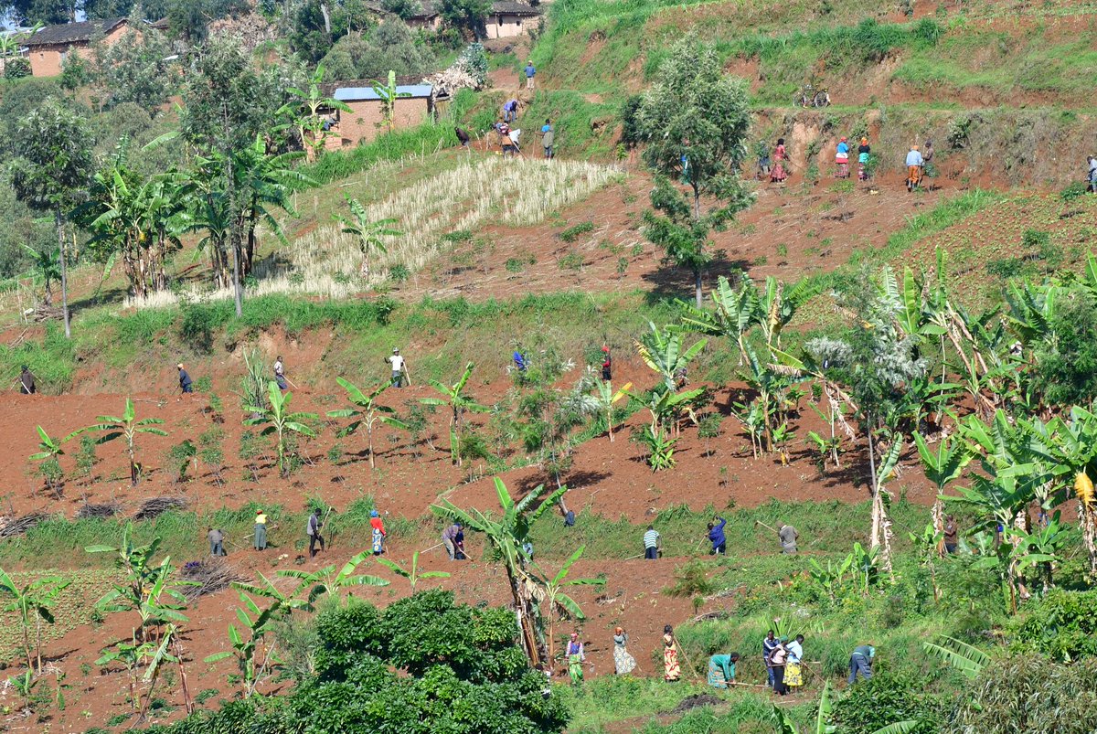 Nyamagabe's tweet image. Muri uyu muganda, Umuyobozi w'Akarere @mwungeri yifatanyije n'abo mu Kagali ka #Uwindekezi mu Murenge wa #Kibilizi mu muganda wo guca no gusibura imirwanyasuri mu mirima y'abaturage.