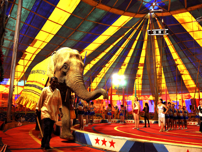 AdvisorLaborLaw's tweet photo. (1/6) Are circuses banned in India? #Asklla #Jagrukjanta https://t.co/YAG9BtaSAe