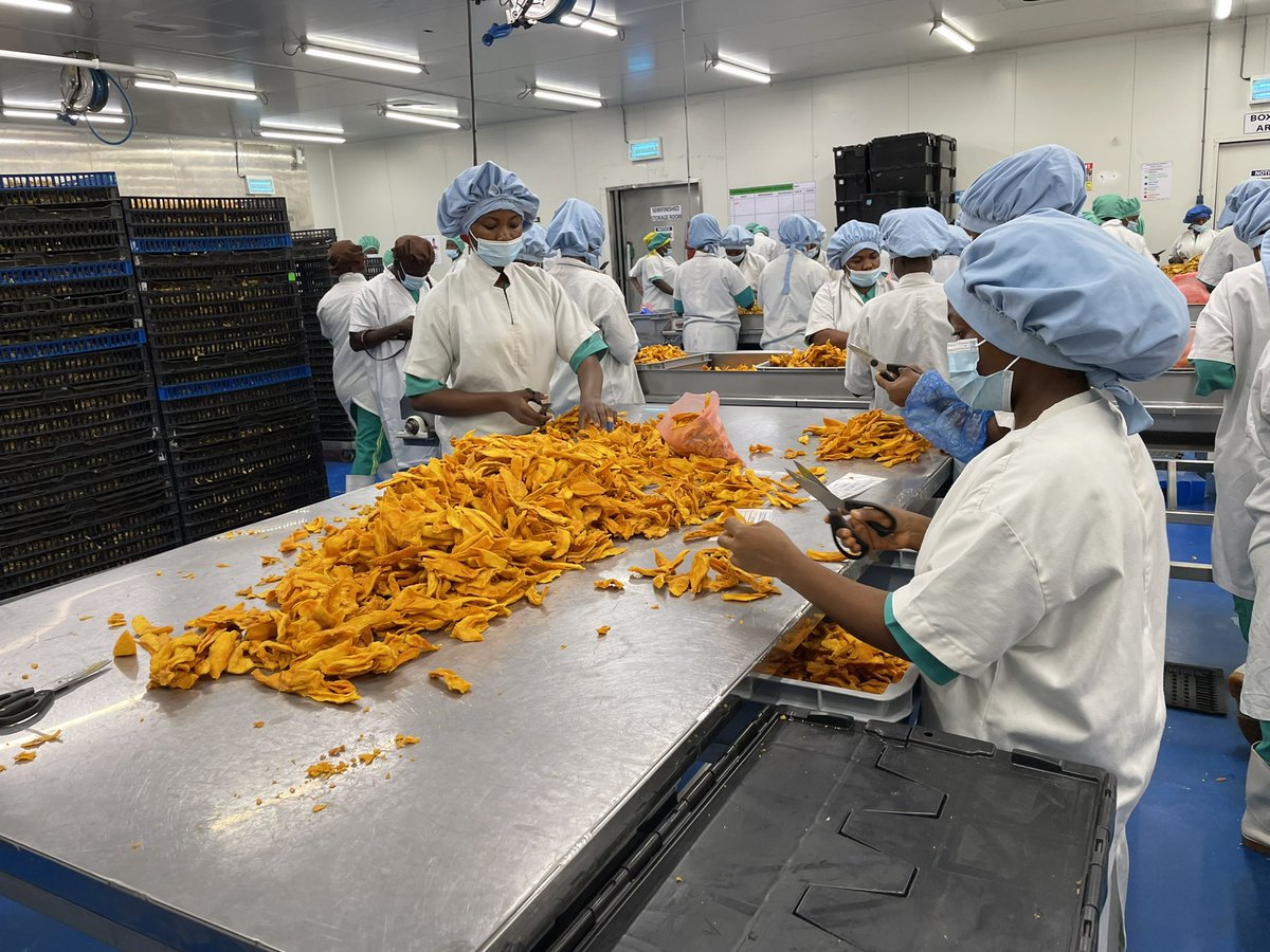 ClaudiaBrck1's tweet photo. Besuch bei @HPW in Ghana. Die Trockenfrüchte geben 1400 Menschen Arbeit. Aber nur 7 Prozent können unter #Fairtrade Bedingungen verkauft werden. @rewe_group @lidl @ALDINord_Presse @EDEKA #Seeberger  meine beste Empfehlung, die Lieferkette fair umzustellen.
@Fairtrade_DE https://t.co/Uii7TFZBf1