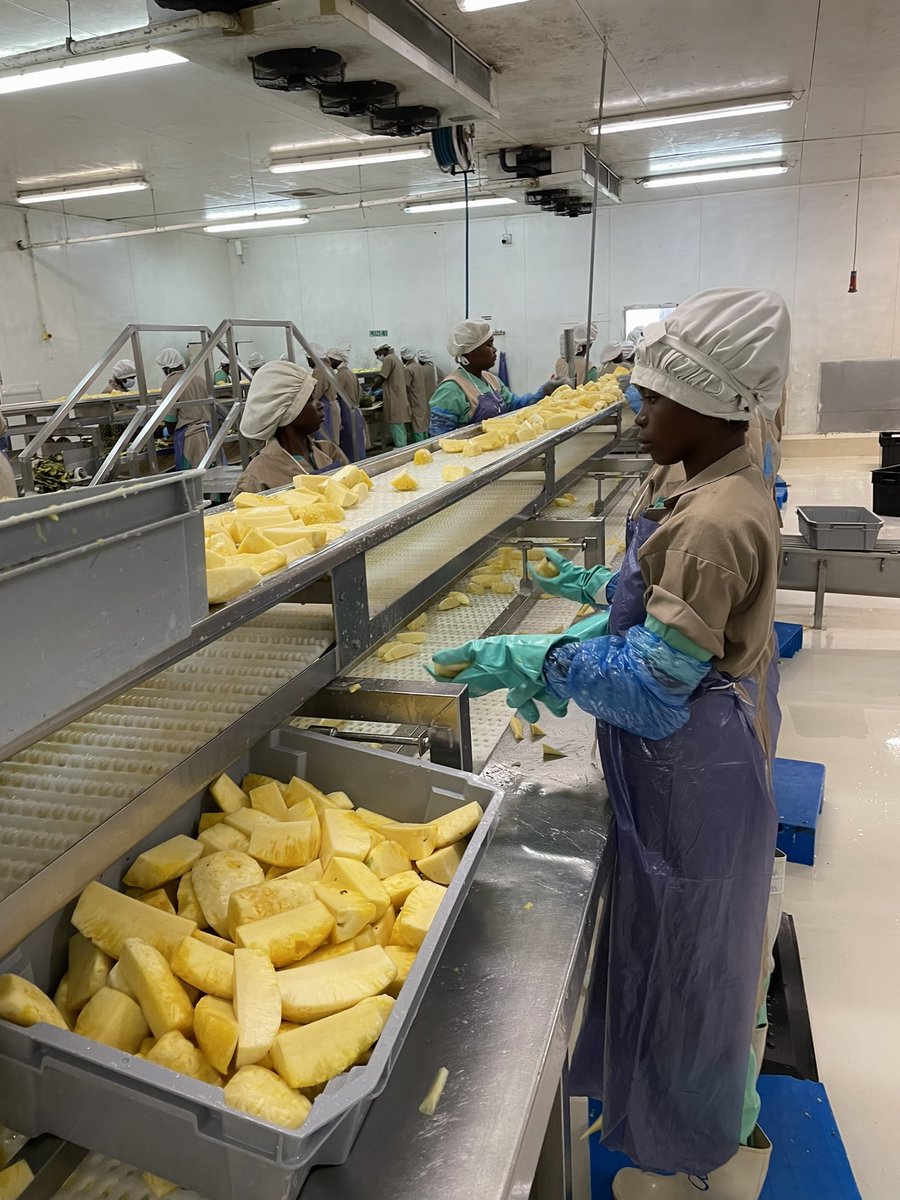 ClaudiaBrck1's tweet photo. Besuch bei @HPW in Ghana. Die Trockenfrüchte geben 1400 Menschen Arbeit. Aber nur 7 Prozent können unter #Fairtrade Bedingungen verkauft werden. @rewe_group @lidl @ALDINord_Presse @EDEKA #Seeberger  meine beste Empfehlung, die Lieferkette fair umzustellen.
@Fairtrade_DE https://t.co/Uii7TFZBf1