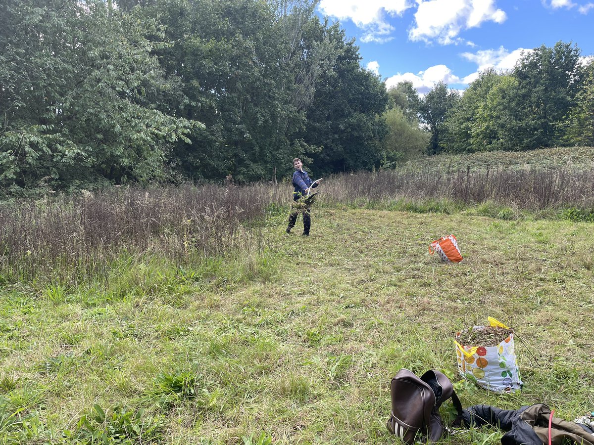 SO excited!!!!

After being extinct for 100 years, Liverpool City Council have given permission for a reintroduction of Saw-wort (Serratula tinctoria) to Merseyside. It’s a super dooper rare plant in the northwest &amp; is nearly extinct in neighbouring Cheshire and Lancashire! 🌱🎉