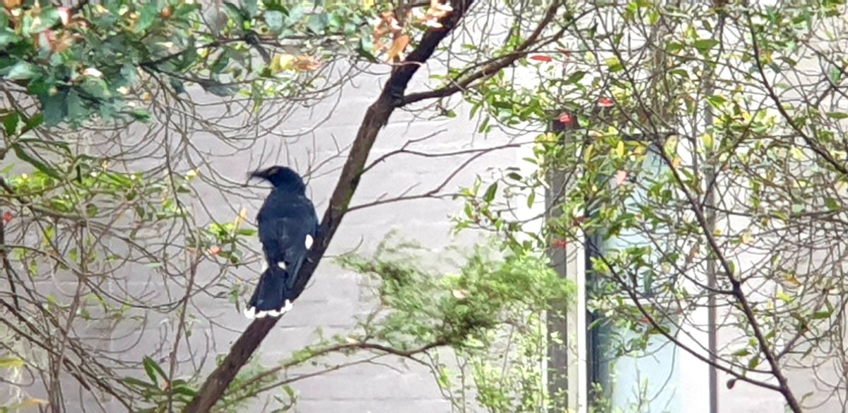 Pied Currawong #Ozbirds #TwitterNatureCommunity