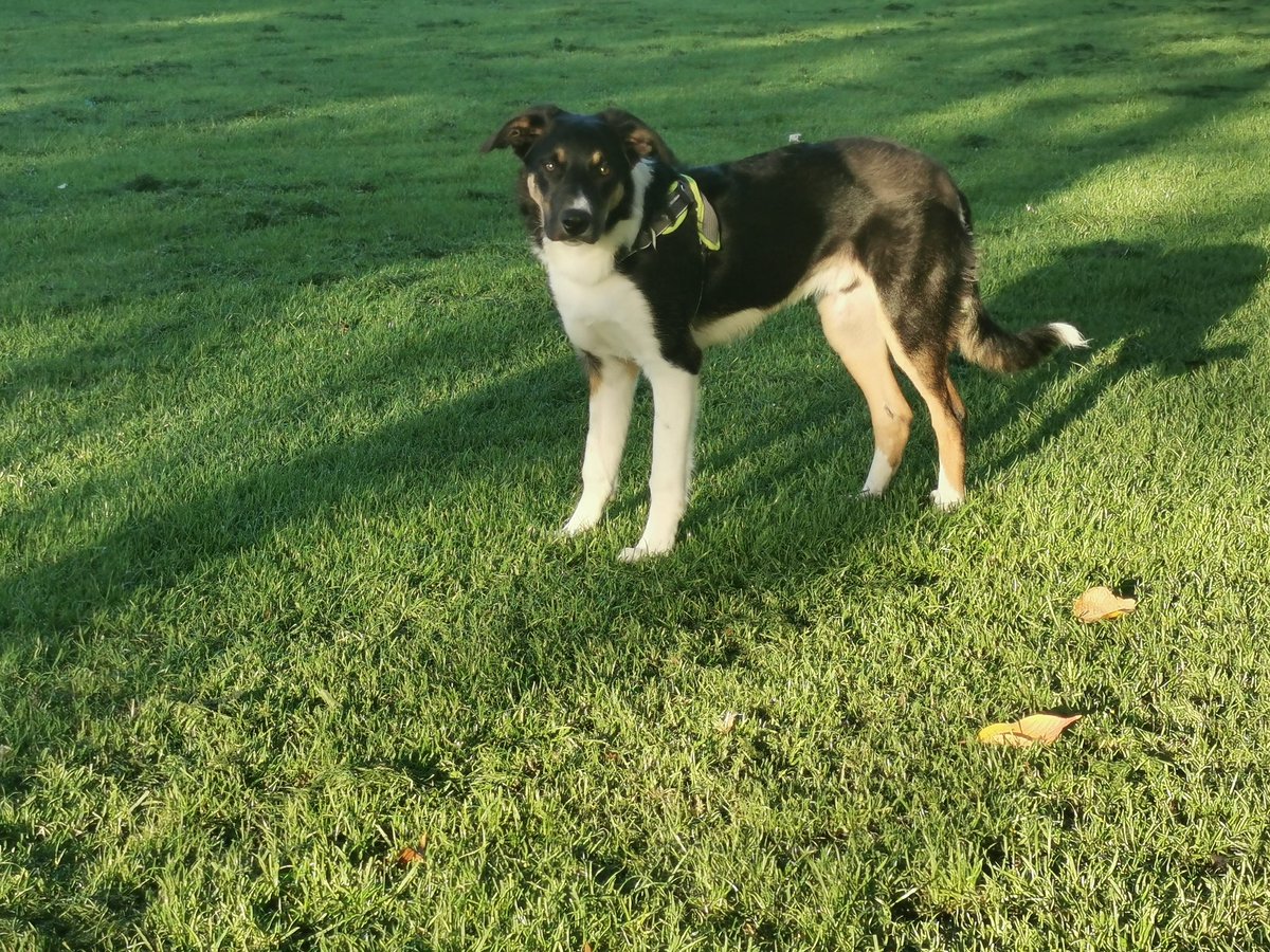 Davie_T's tweet photo. Charlie and I out enjoying the morning sun.... #Marchmont #weekend #coolsun #stressbuster https://t.co/nQAt2B9Ci5