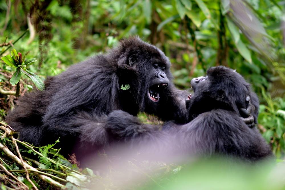 jordigalbany's tweet photo. Tal dia com avui, fa 55 anys, Dian Fossey va establir el centre de recerca Karisoke a Rwanda. I per seguir conscienciant sobre la importància de la seva recerca i conservació, celebrem el Dia Mundial dels Goril·les #WorldGorillaDay https://t.co/ktg2a8hYGQ