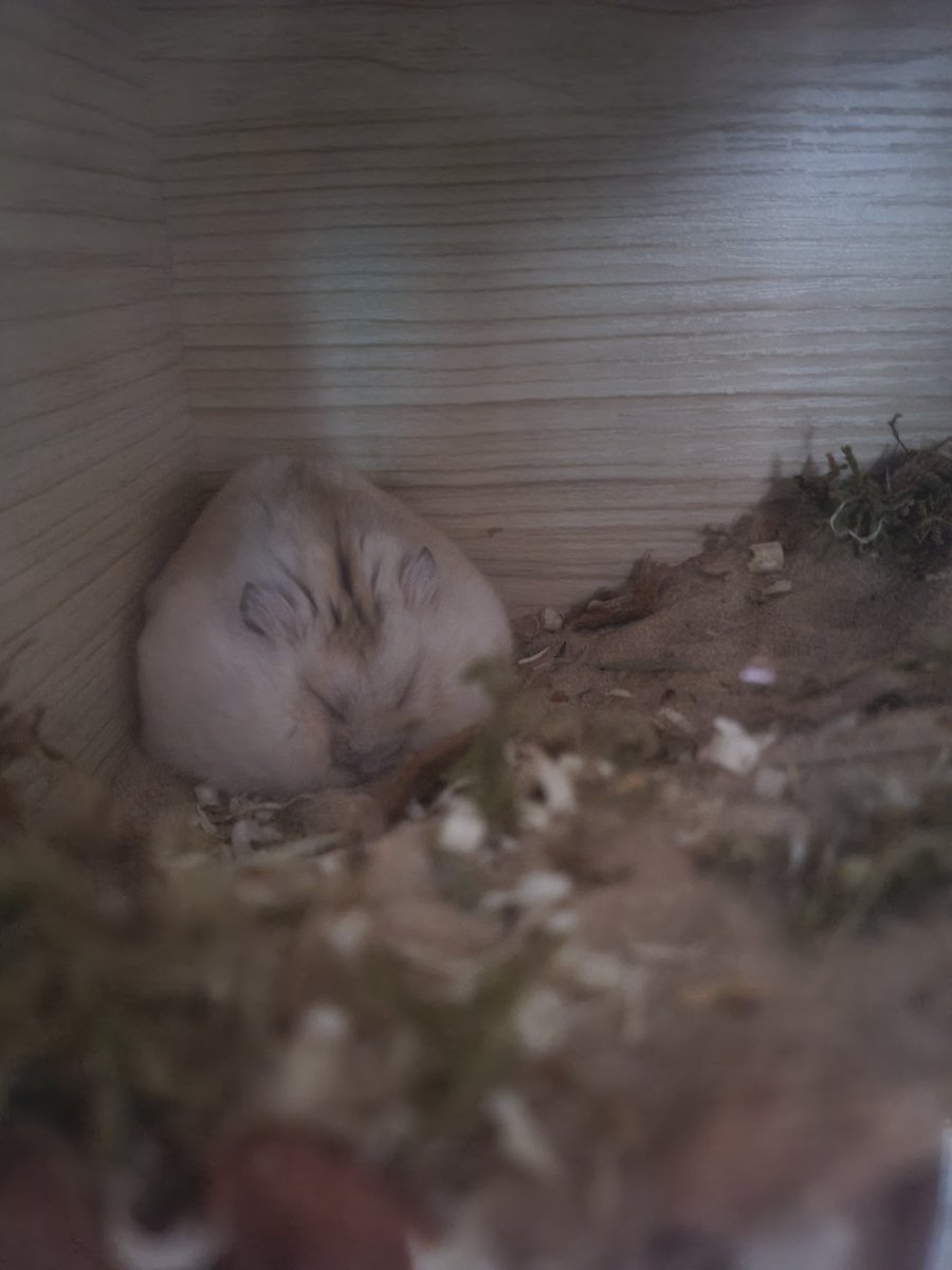 바들이 근황
상처받은 찹쌀떡이 됐음