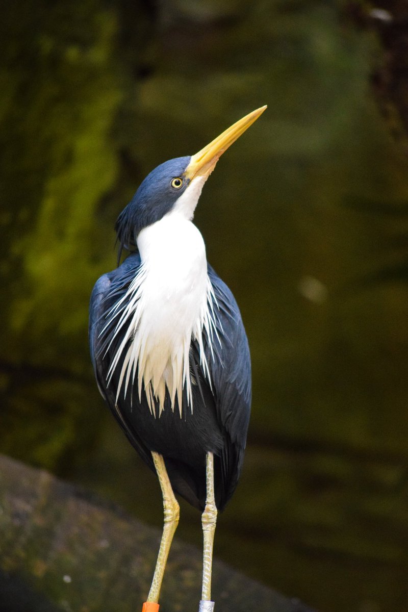 Kerry At Taronga tweet media