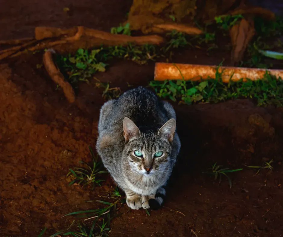 LanaiCats's tweet photo. Did you know that all kittens are born with blue eyes? As they grow their eye color will continue to develop. What color is your furry friend’s eyes? 👁️ #visitlanaicatsanctuary #welovecats #kittypurradise #catsfordays a https://t.co/9a5Me0FGsX