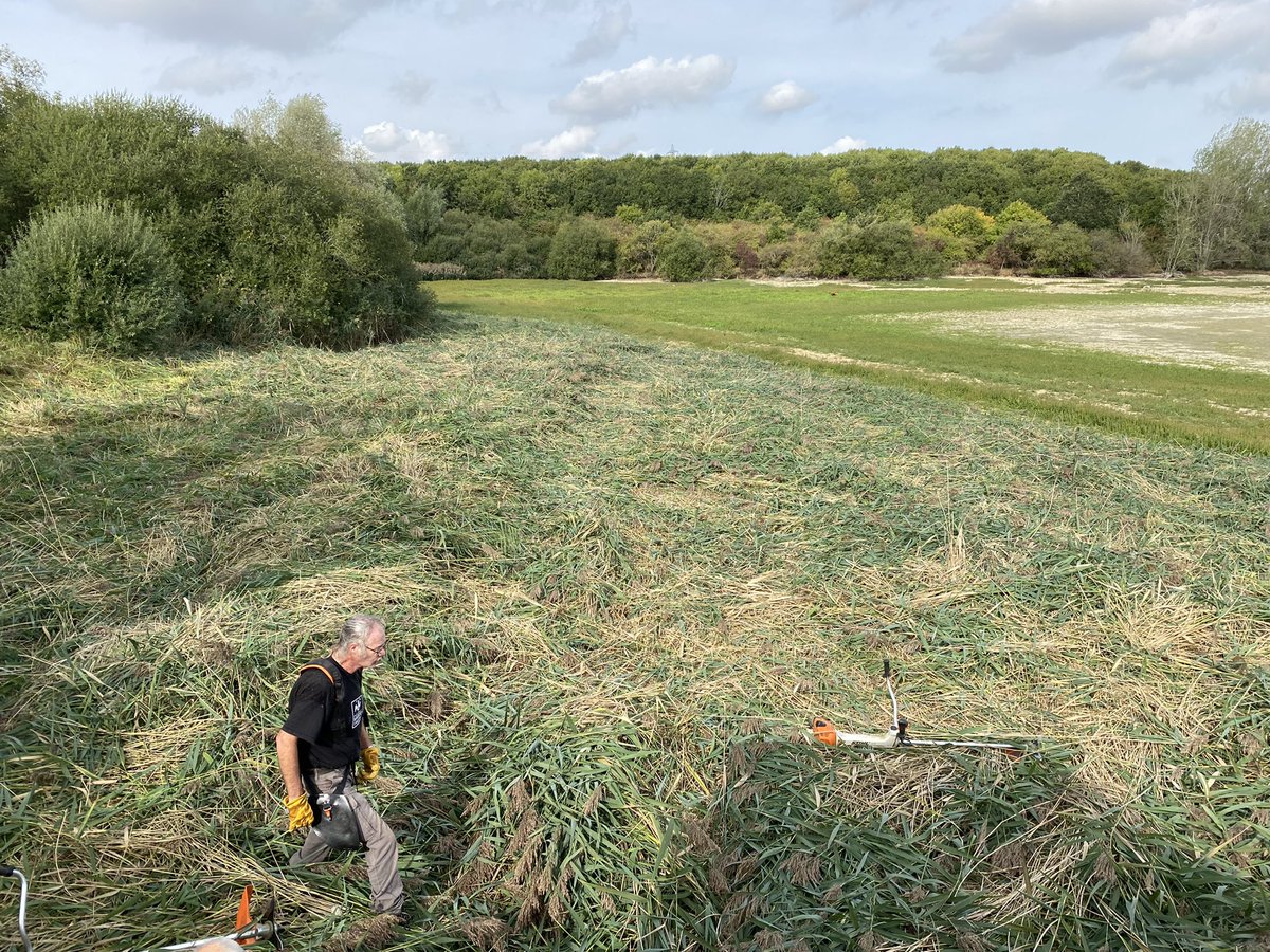Thursday was Reedbed Management with all the #WCReservesTeam #GrafhamWaterNR <a href="/wildlifebcn/">The Wildlife Trust for Beds, Cambs & Northants</a>