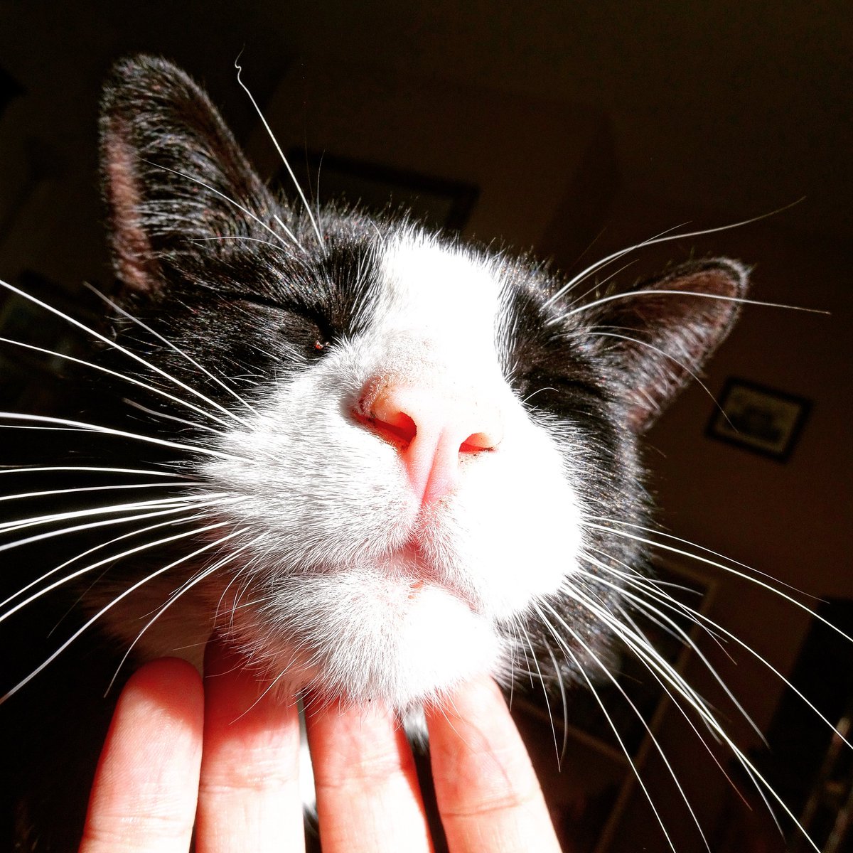 That look of bliss #felix #cat #caturday #feline #blackandwhitecat #furryfriends #animal #animallover #slinkymalinki #blackandwhite #yorkshirewolds #eastriding