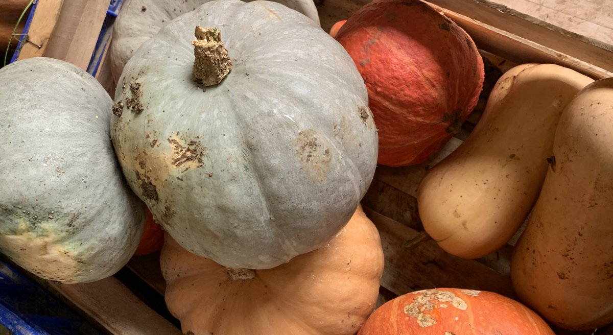 AudePocchiola's tweet image. Transition légumes d’été légumes d’automne-hiver #venteàlaferme #ventedirecte #directproducteur