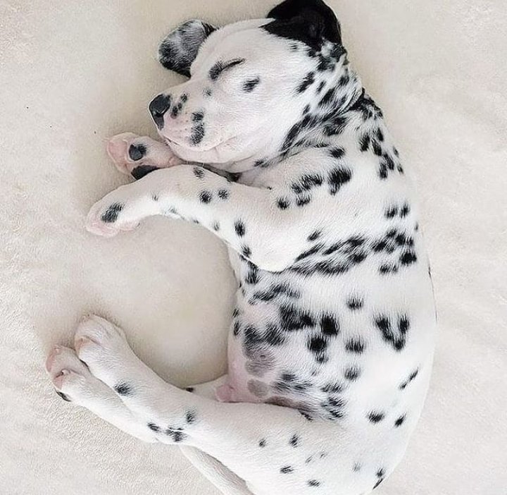 puppiesDoglover's tweet photo. So beautiful https://t.co/VnzWm0BMpf