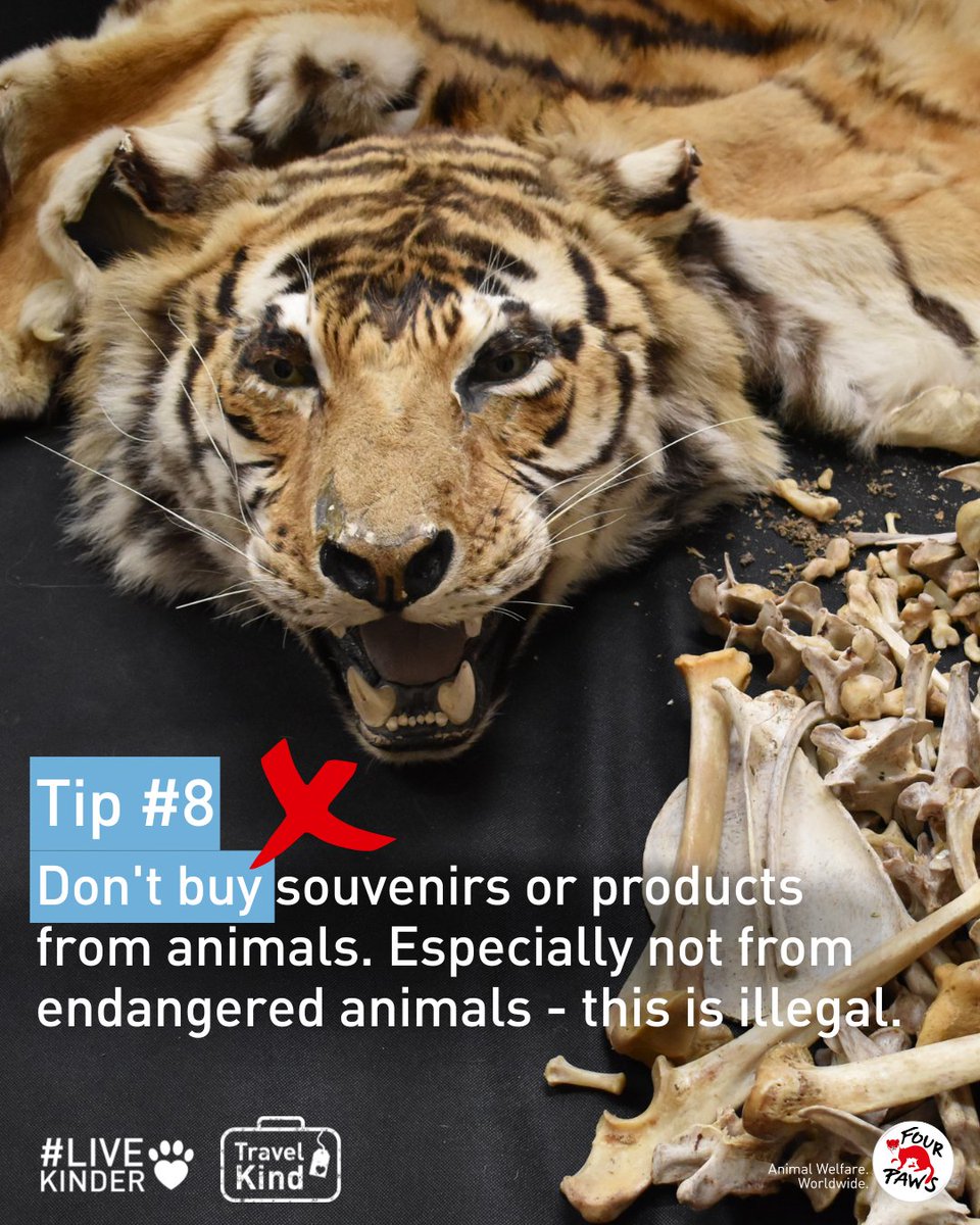 #TravelKind Tip 8: Do not buy trinkets or souvenirs from cruelty:
🐅 endangered animals e.g. elephant, rhino, Asiatic black bear, tiger
🦊 exotic leather & fur
🦍 exotic food (bushmeat, shark fin, dolphin meat)
🐢 turtle shells or even corals

#WhenTheBuyingStopsTheKillingCanToo