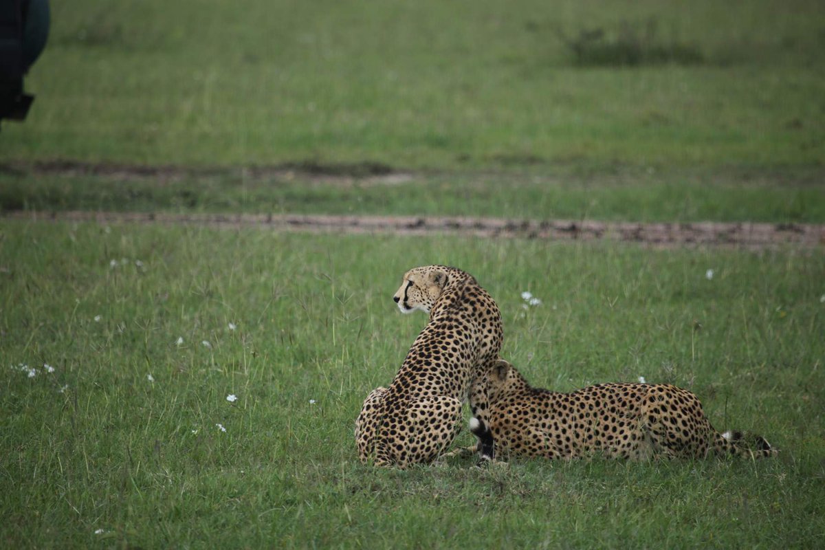 African Cheetah bit.ly/34oAKel Fastest Land Animal #cheetah #africancheetah #fastestlandanimal #cheetaspeed #wildlifeafrica #masaimara #masaimarasafari #largecatfamily #bigcats #wildlifephotography #kenya #canonphotography