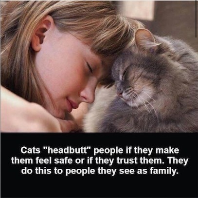 Does your cat headbutt you?⁣

catcurio.com

#happycat #happycatclub #happycats #happycatsonline #happycaturday #happycatday #happycatslife #happycatsclub #happycathappylife #happycatsday #happycatshow #CatsOfTwitter #CatsOnTwitter #catcurio